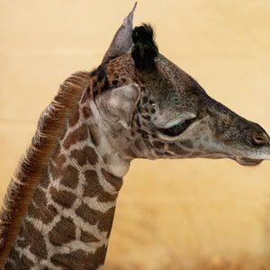 It's a Boy! Masai Giraffe Calf Born at Disney's Animal Kingdom