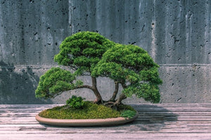 Life-Changing Lessons from Japanese Culture